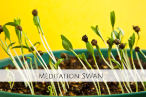 Méditation SWAN - L'Arbre Yoga - La Rochelle