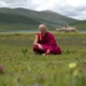 L'Arbre yoga - yoga solidaire - Matthieu Ricard