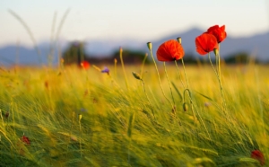ete-coquelicot-ayurveda