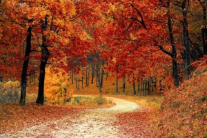 paysage-automne