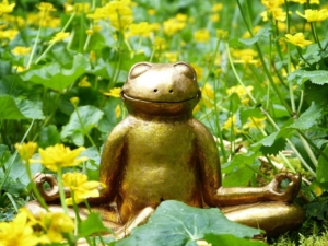 détox grenouille printemps