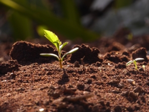 graine germée terreau trouver l'équilibre