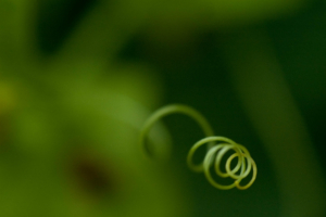Spirale de l'évolution